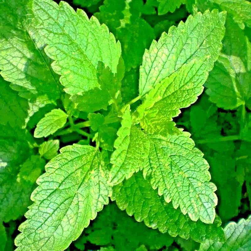 Lemon Balm Seeds - 1500 Non-GMO Perennial Herb Seeds - Mosquito Repellent Plant - Image 1