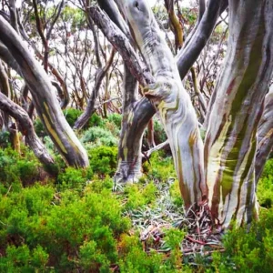 Lemon Scented Gum Plant or Seeds - Eucalyptus Citriodora - Grow Your Own - Image 2