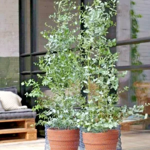 Lemon Scented Gum Plant or Seeds - Eucalyptus Citriodora - Grow Your Own - Image 3