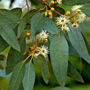 Lemon Scented Gum Plant or Seeds - Eucalyptus Citriodora - Grow Your Own - Image 4