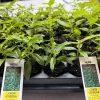 Lemon Verbena Live Plant – Aromatic Herb Starter – 1.23-inch Plug – Indoor/Outdoor - Image 1