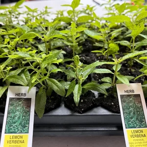 Lemon Verbena Live Plant – Aromatic Herb Starter – 1.23-inch Plug – Indoor/Outdoor - Image 1