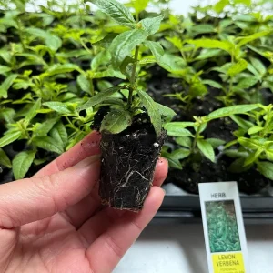 Lemon Verbena Live Plant – Aromatic Herb Starter – 1.23-inch Plug – Indoor/Outdoor - Image 3