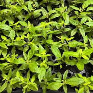 Lemon Verbena Live Plant – Aromatic Herb Starter – 1.23-inch Plug – Indoor/Outdoor - Image 5
