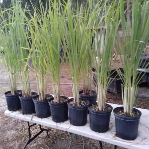 Lemongrass Live Plant - Two (2) Starter Plants for Culinary & Garden - Image 2