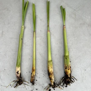 Lemongrass Live Plant - Two (2) Starter Plants for Culinary & Garden - Image 3