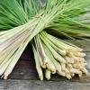 Lemongrass Live Plant - Two (2) Starter Plants for Culinary & Garden - Image 1