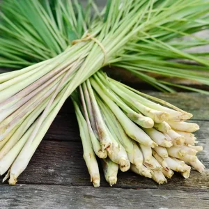 Lemongrass Live Plant - Two (2) Starter Plants for Culinary & Garden - Image 1