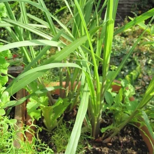Lemongrass Live Plant - Two (2) Starter Plants for Culinary & Garden - Image 4