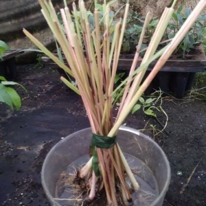 Lemongrass Live Plant - Two (2) Starter Plants for Culinary & Garden - Image 5