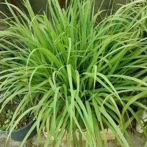 Lemongrass Live Plant - Two (2) Starter Plants for Culinary & Garden - Image 6