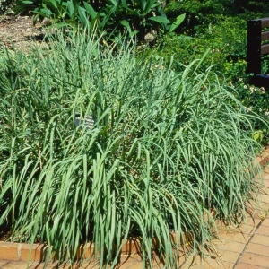Lemongrass Live Plant - Two (2) Starter Plants for Culinary & Garden - Image 7
