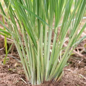 Lemongrass Live Plant - Two (2) Starter Plants for Culinary & Garden - Image 8