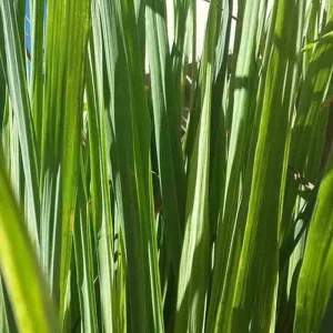 Lemongrass Live Plant - Two (2) Starter Plants for Culinary & Garden - Image 9