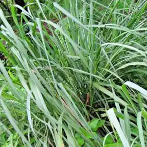 Lemongrass Seeds (Cymbopogon flexuosus) - 200+ Fresh Non-GMO Herb Seeds - Image 2