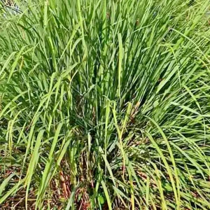 Lemongrass Seeds (Cymbopogon flexuosus) - 200+ Fresh Non-GMO Herb Seeds - Image 3