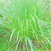 Lemongrass Seeds (Cymbopogon flexuosus) - 200+ Fresh Non-GMO Herb Seeds - Image 1