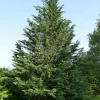 Leyland Cypress Live Plant - Starter Tree 14-18 Inch - Fast Growing Evergreen - Image 1