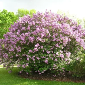 Lilac Shrub Live Plant Starter - 6-8 Inch - Fragrant Outdoor Blooms - Image 1