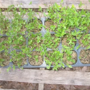 Limelight Hydrangea Live Plant – Hydrangea Paniculata – Approx 4-6 inch Pot – Outdoor Shrub - Image 2