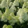 Limelight Hydrangea Live Plant – Hydrangea Paniculata – Approx 4-6 inch Pot – Outdoor Shrub - Image 1