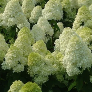 Limelight Hydrangea Live Plant – Hydrangea Paniculata – Approx 4-6 inch Pot – Outdoor Shrub - Image 1