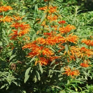Lion's Ear Live Plant - Leonotis Leonurus Starter, 6-8 Inch - Image 1