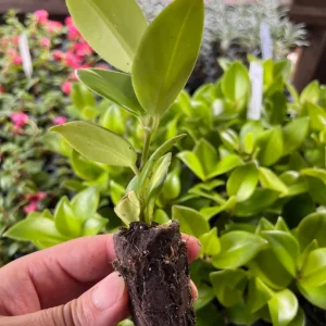 Lipstick Plant Live Plug - Aeschynanthus Radicans - Well-Rooted Indoor Plant - Image 2