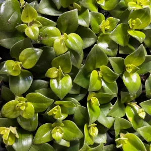 Lipstick Plant Live Plug - Aeschynanthus Radicans - Well-Rooted Indoor Plant - Image 3