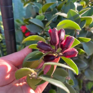 Lipstick Plant Live Plug - Aeschynanthus Radicans - Well-Rooted Indoor Plant - Image 4