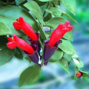 Lipstick Plant Live Plug - Aeschynanthus Radicans - Well-Rooted Indoor Plant - Image 1