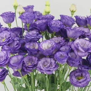 Lisianthus Arosa Live Plant Plug - Long-Lasting Rose-Like Flowers for Garden - Image 4