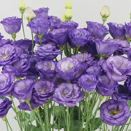 Lisianthus Arosa Live Plant Plug - Long-Lasting Rose-Like Flowers for Garden - Image 4