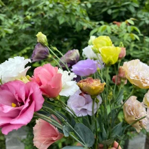 Lisianthus Arosa Live Plant Plug - Long-Lasting Rose-Like Flowers for Garden - Image 5