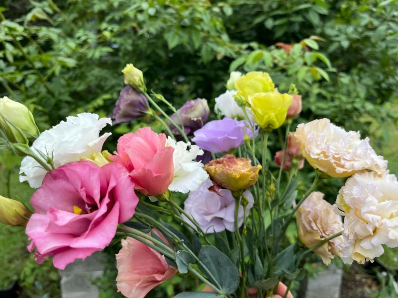 Lisianthus Arosa Live Plant Plug - Long-Lasting Rose-Like Flowers for Garden - Image 5