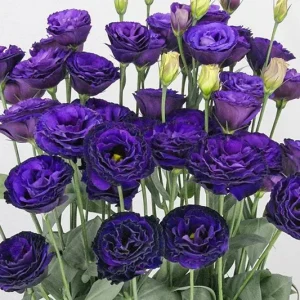 Lisianthus Arosa Live Plant Plug - Long-Lasting Rose-Like Flowers for Garden - Image 7