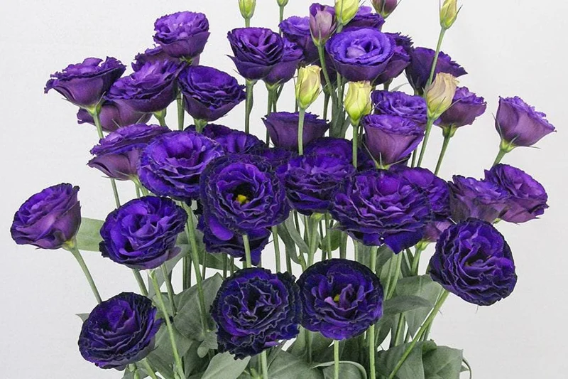 Lisianthus Arosa Live Plant Plug - Long-Lasting Rose-Like Flowers for Garden - Image 7