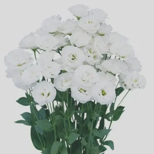 Lisianthus Arosa Live Plant Plug - Long-Lasting Rose-Like Flowers for Garden - Image 8