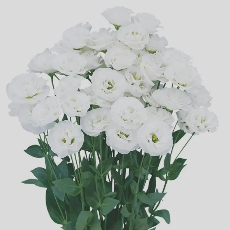 Lisianthus Arosa Live Plant Plug - Long-Lasting Rose-Like Flowers for Garden - Image 8