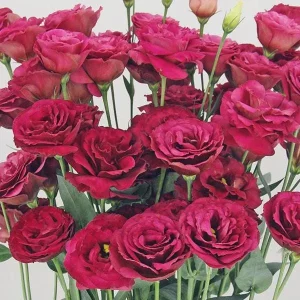 Lisianthus Arosa Live Plant Plug - Long-Lasting Rose-Like Flowers for Garden - Image 9
