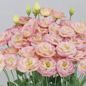 Lisianthus Arosa Live Plant Plug - Long-Lasting Rose-Like Flowers for Garden - Image 1