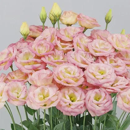 Lisianthus Arosa Live Plant Plug - Long-Lasting Rose-Like Flowers for Garden - Image 1