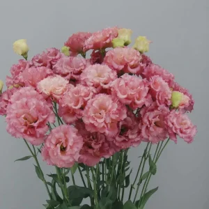 Lisianthus Celeb Series Live Plant - Rose-Like Blooms, Starter Plug, Outdoor - Image 10