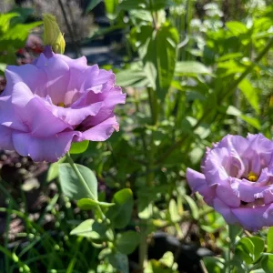 Lisianthus Celeb Series Live Plant - Rose-Like Blooms, Starter Plug, Outdoor - Image 6