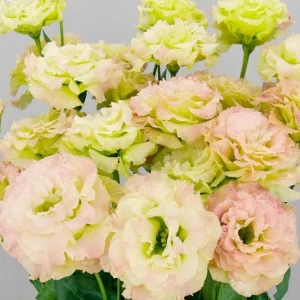 Lisianthus Celeb Series Live Plant - Rose-Like Blooms, Starter Plug, Outdoor - Image 7