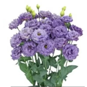 Lisianthus Celeb Series Live Plant - Rose-Like Blooms, Starter Plug, Outdoor - Image 8