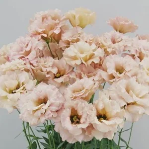 Lisianthus Celeb Series Live Plant - Rose-Like Blooms, Starter Plug, Outdoor - Image 9