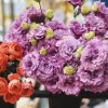 Lisianthus Celeb Series Live Plant - Rose-Like Blooms, Starter Plug, Outdoor - Image 1