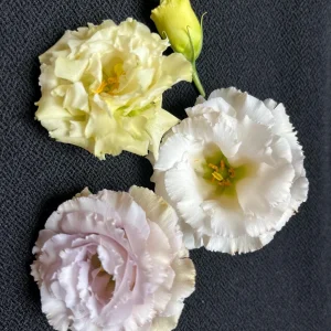 Lisianthus Chateau Blue Live Plant Plug - Ready to Grow Flower, 2-3 Leaves - Image 10