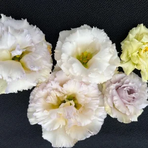 Lisianthus Chateau Blue Live Plant Plug - Ready to Grow Flower, 2-3 Leaves - Image 6